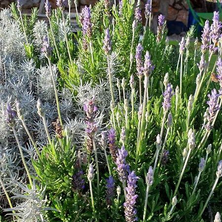 فيلا Mary'S Garden Tulisevica المظهر الخارجي الصورة
