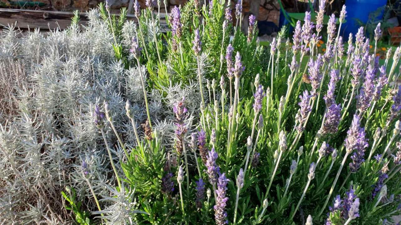 فيلا Mary'S Garden Tulisevica المظهر الخارجي الصورة