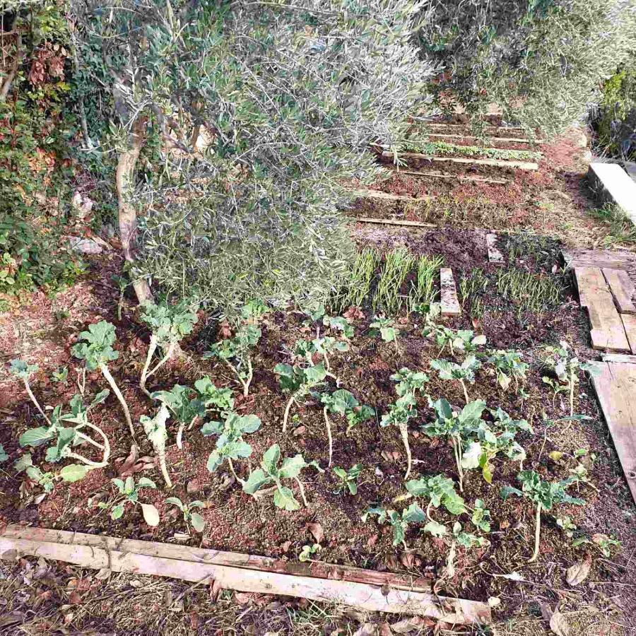 فيلا Mary'S Garden Tulisevica المظهر الخارجي الصورة