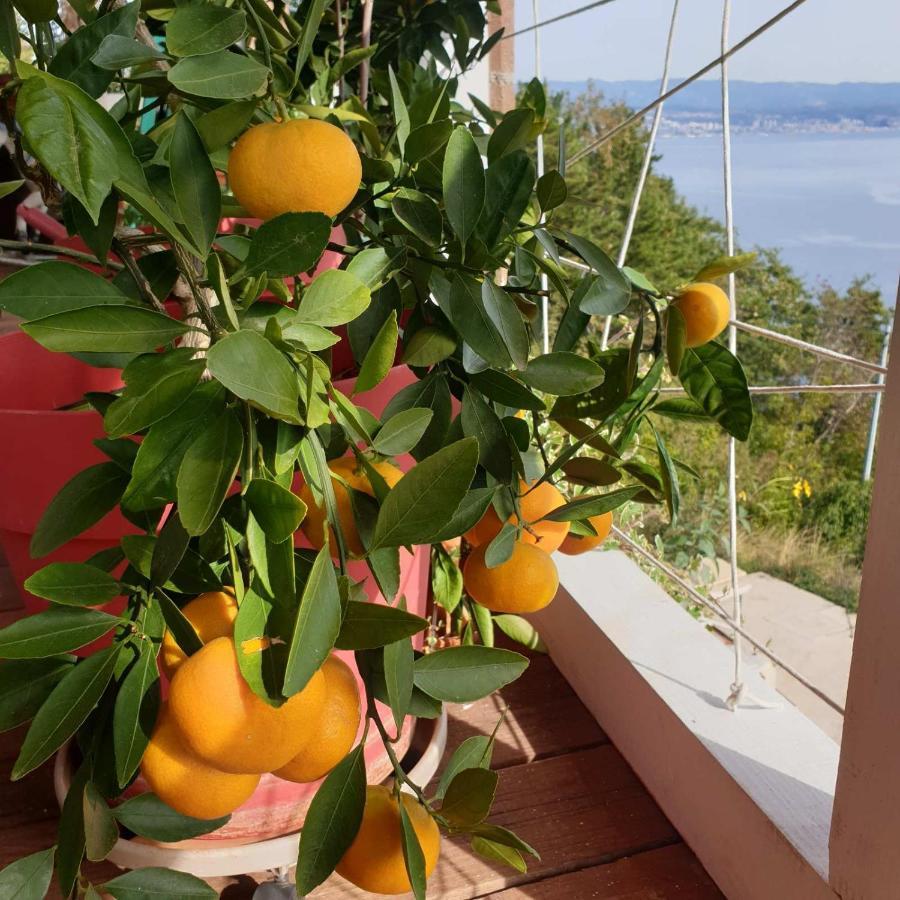 فيلا Mary'S Garden Tulisevica المظهر الخارجي الصورة