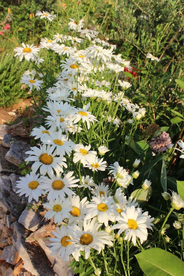 فيلا Mary'S Garden Tulisevica المظهر الخارجي الصورة