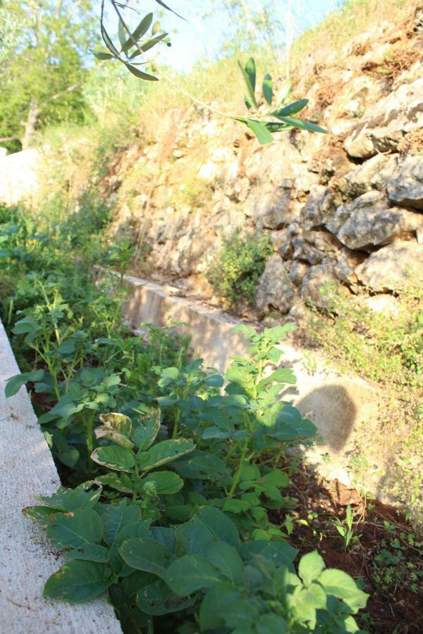 فيلا Mary'S Garden Tulisevica المظهر الخارجي الصورة